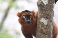 Rundrejse på Madagaskar