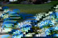 Hortensiahavelampe med solceller