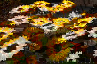 Solsikkehavelamper med solceller